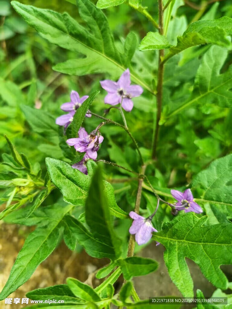 绿叶丛中的紫色小花