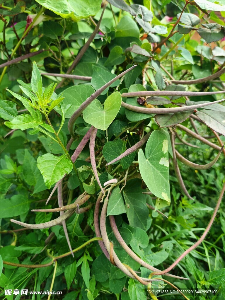 缠绕在绿植上的弯曲藤蔓