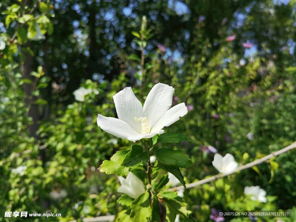 白色单花绽放于绿意间