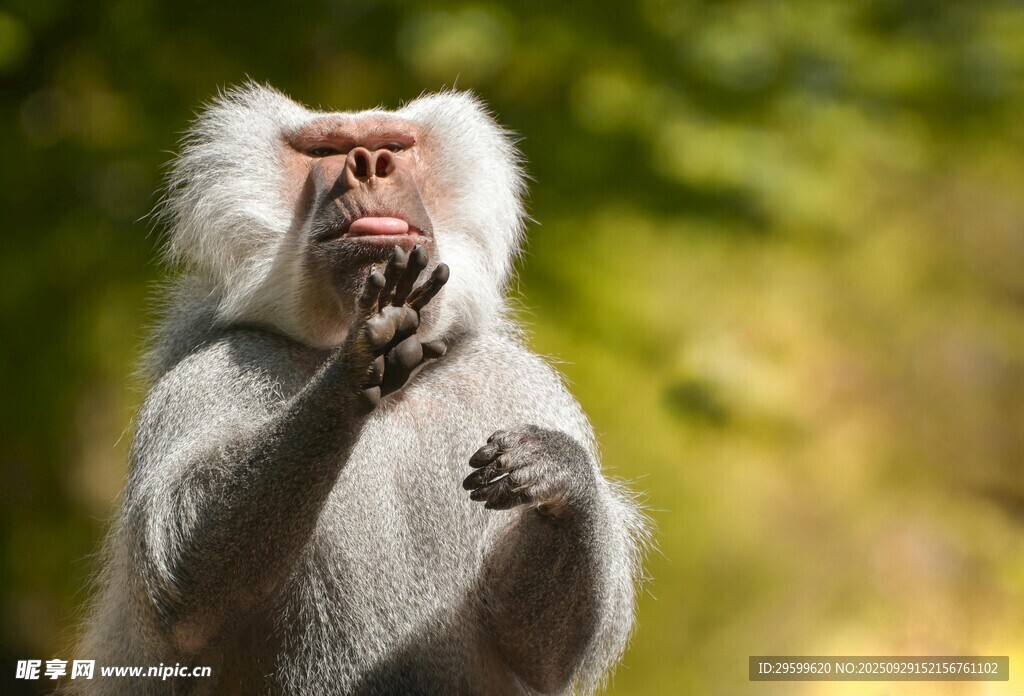 白须猴子进食瞬间