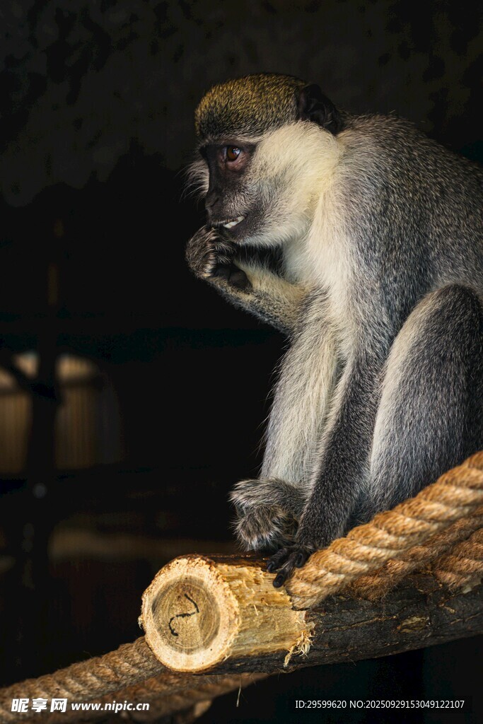 坐于绳索上的灵动猴子
