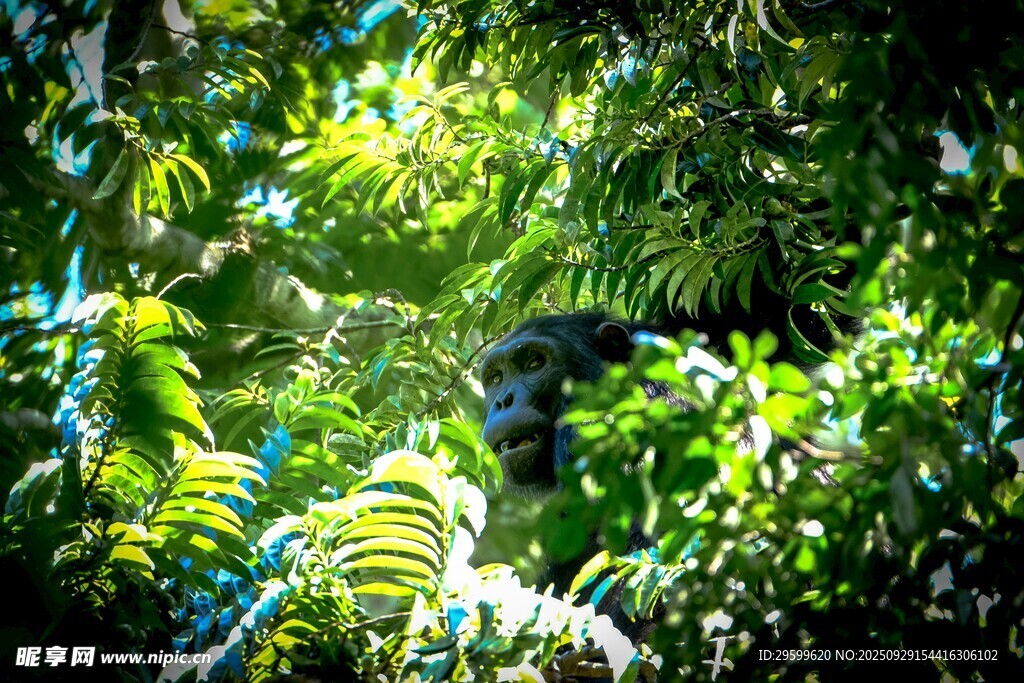 茂密丛林中的绿意景象