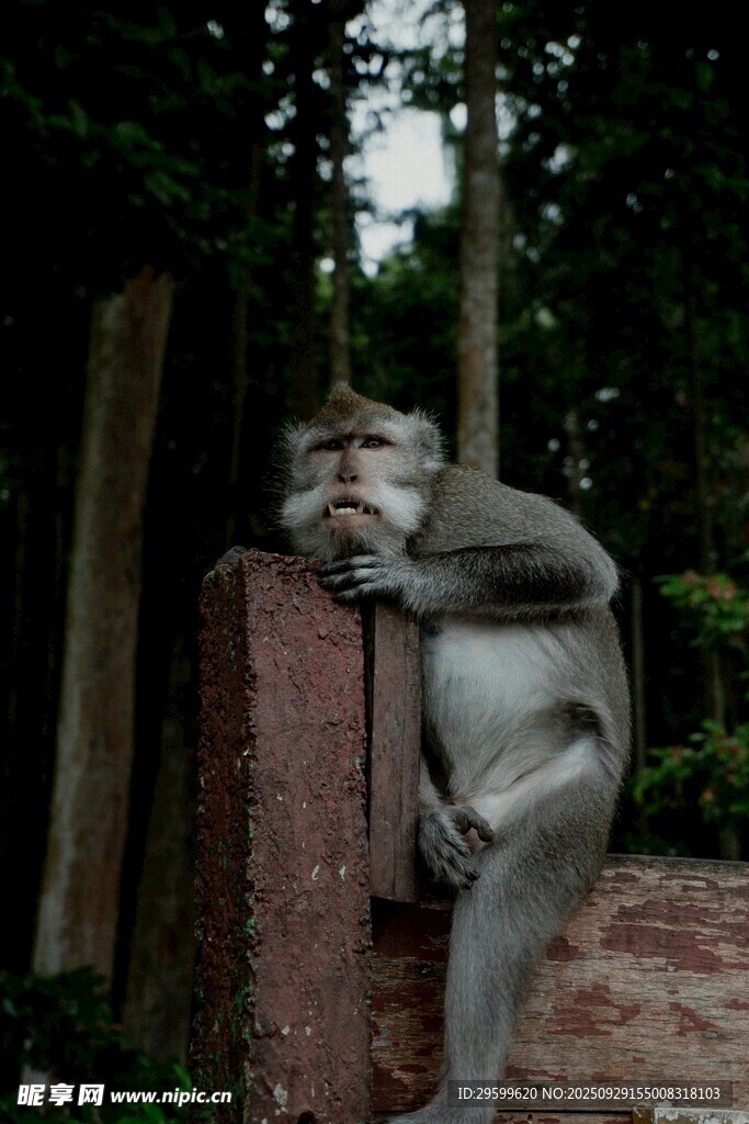倚墙休憩的猴子