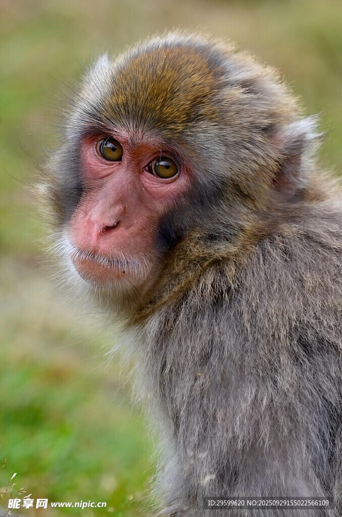 可爱猕猴特写