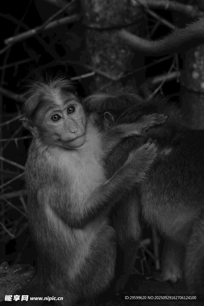 林中猴子特写