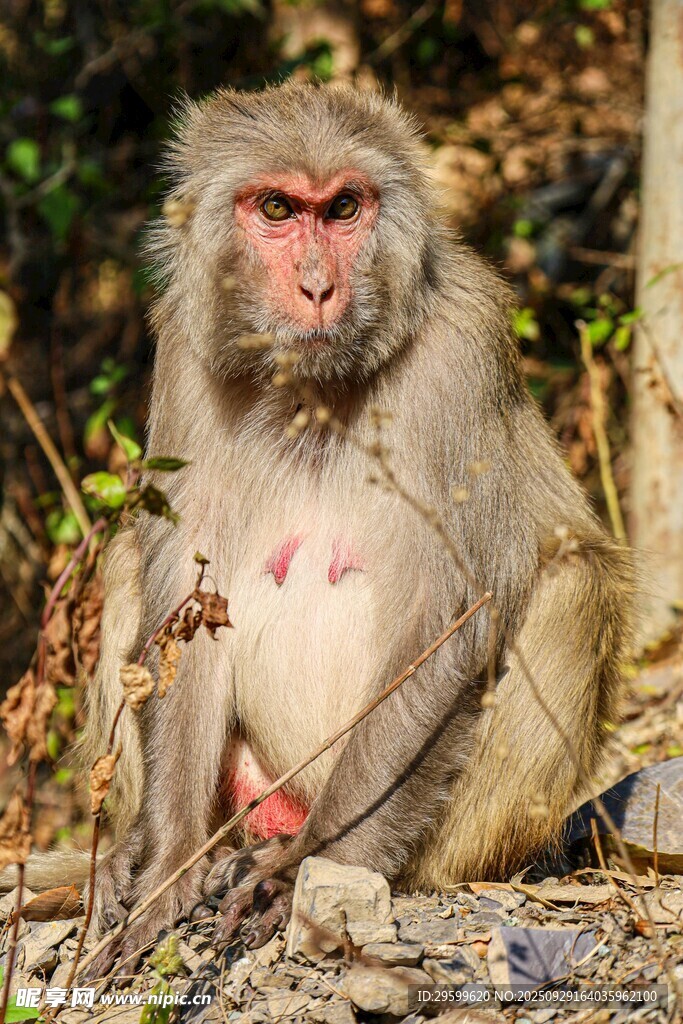 独坐的猕猴