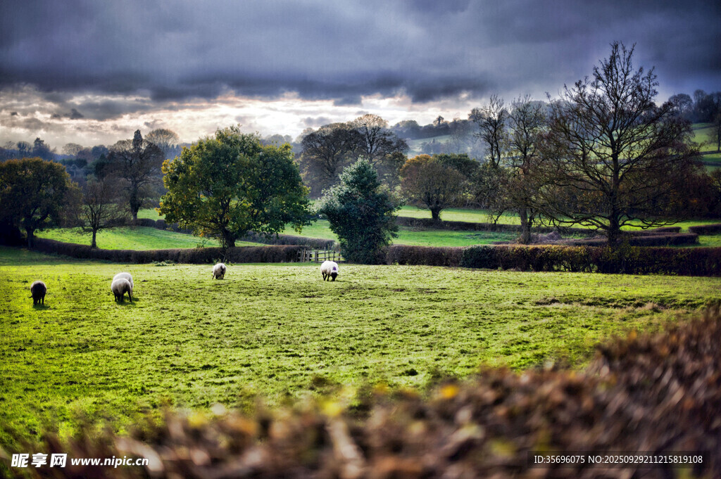 田园风光中的静谧草地