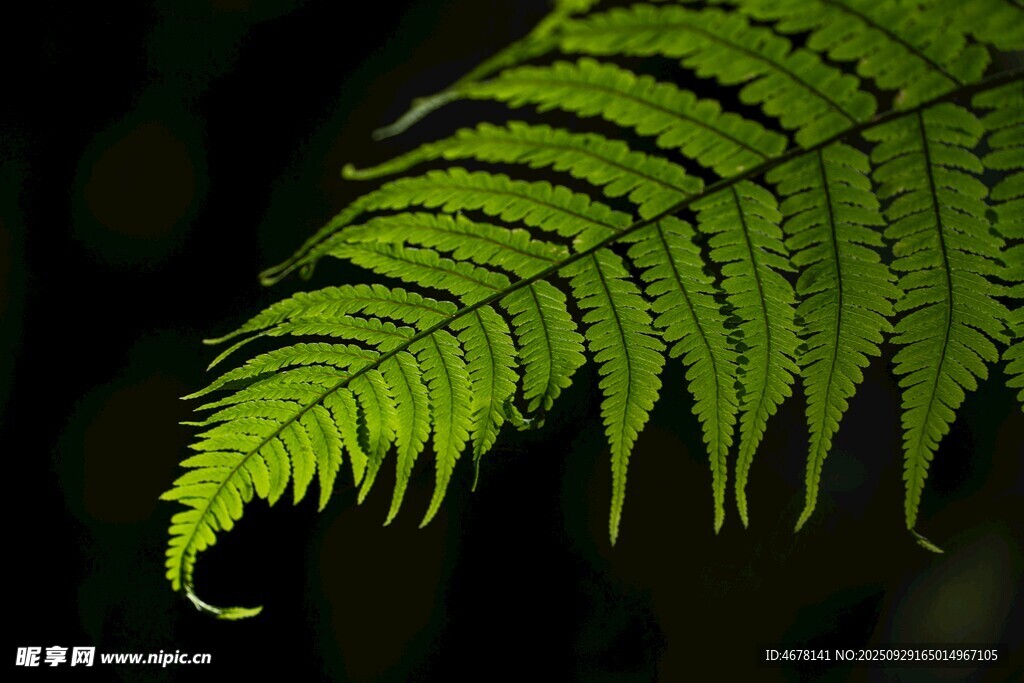 翠绿蕨叶特写