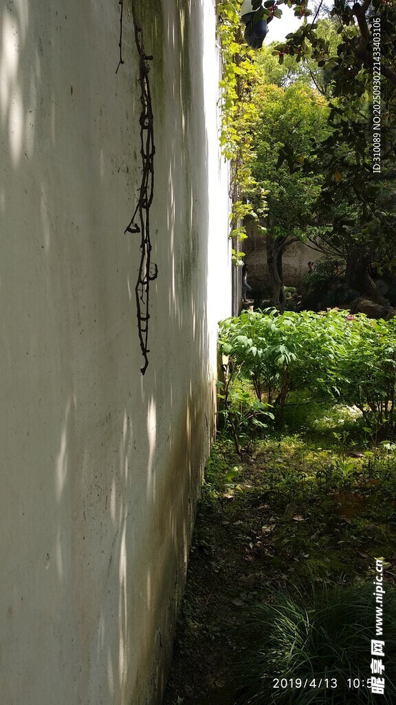 墙边绿植的光影景致