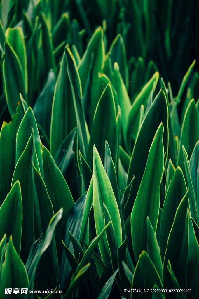 翠绿植物叶片特写