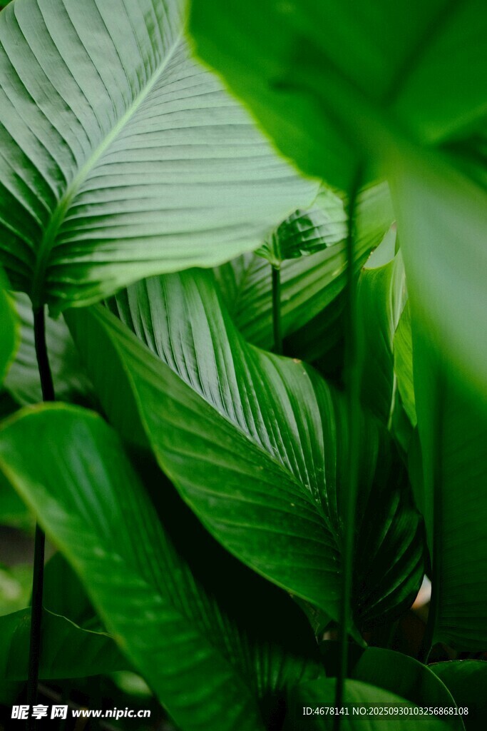 翠绿繁茂的热带植物叶片