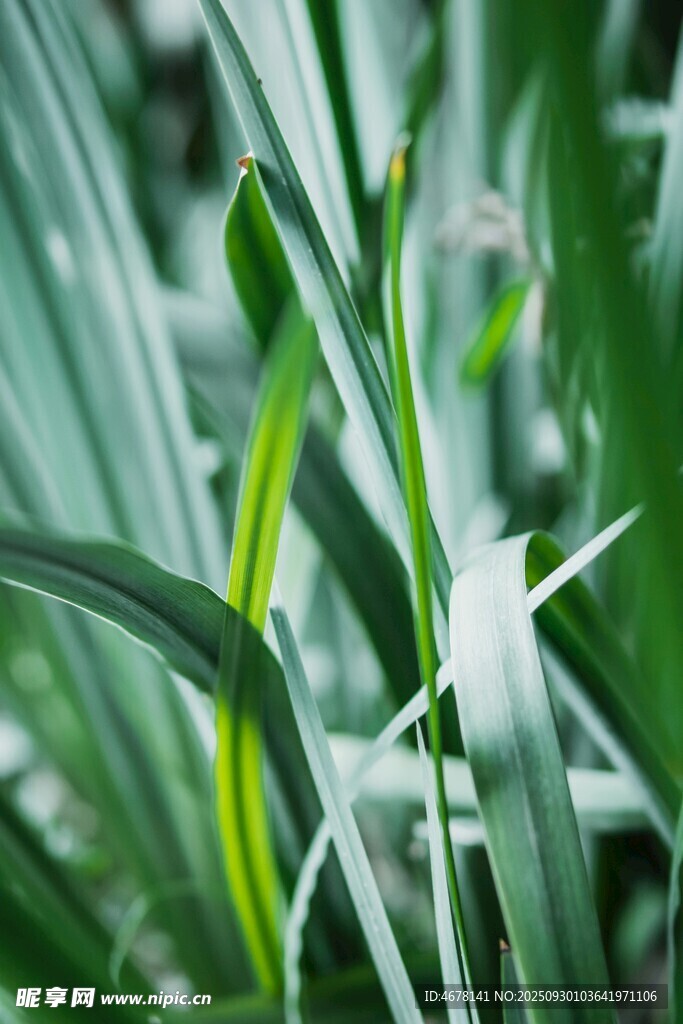 绿叶丛中的白色兰花