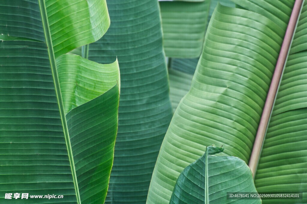 翠绿芭蕉叶特写