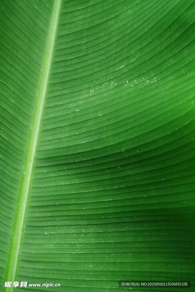 翠绿芭蕉叶纹理特写