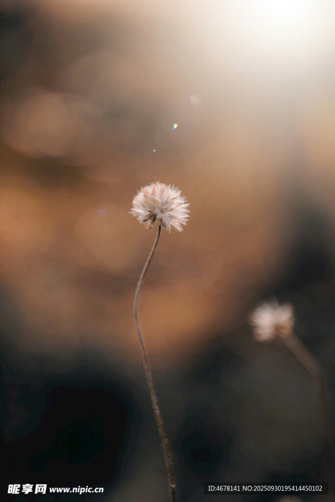 阳光下的单株蒲公英