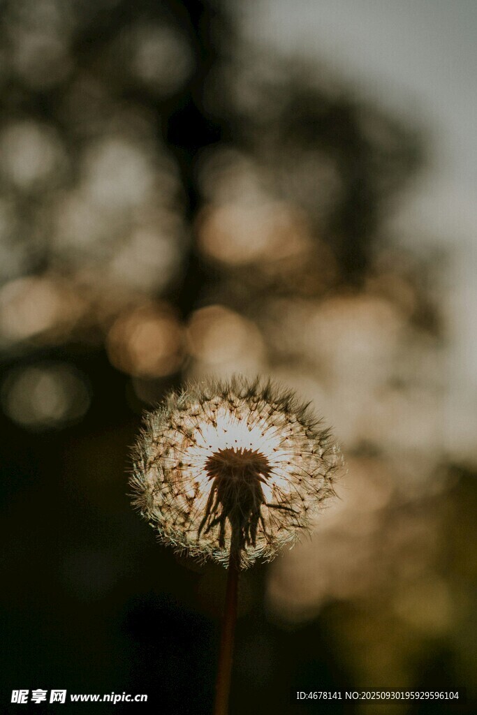 阳光下的蒲公英