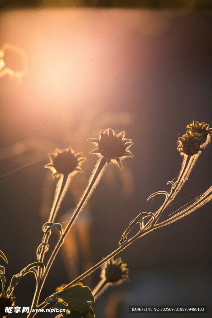 夕阳下的枯萎花朵