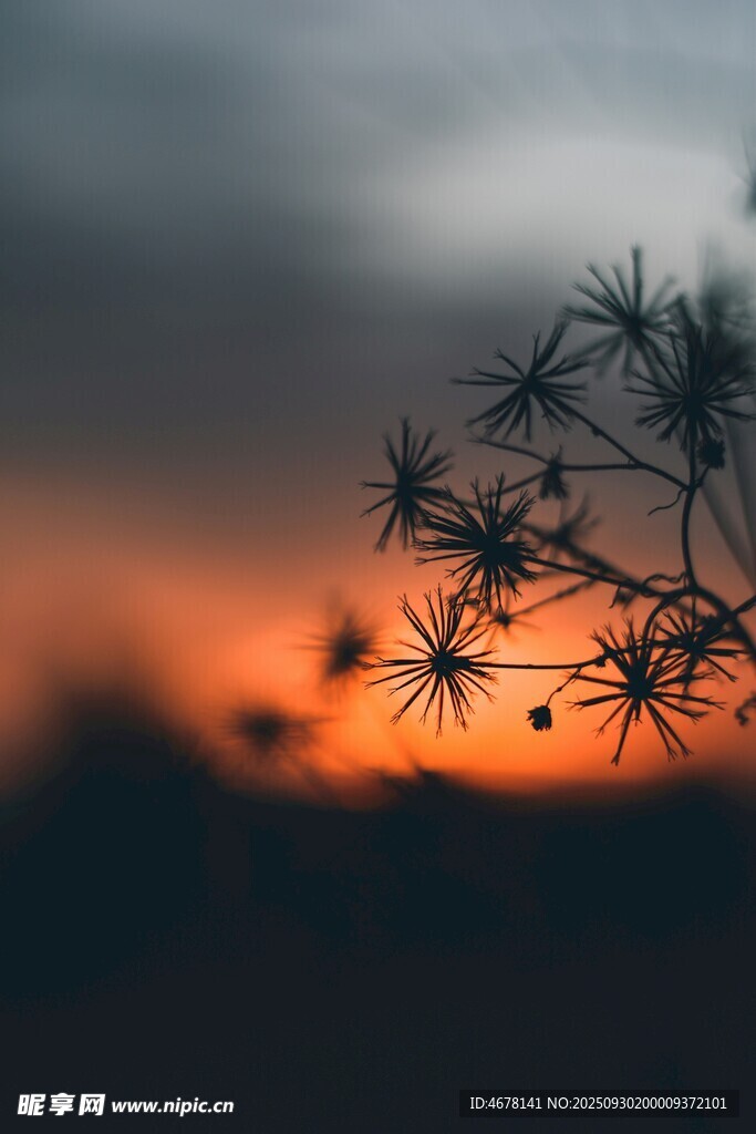 夕阳下的植物剪影