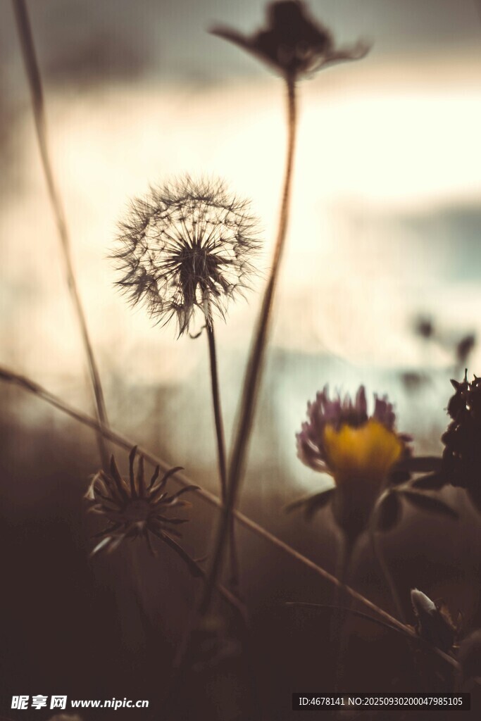 阳光下的蒲公英与小花