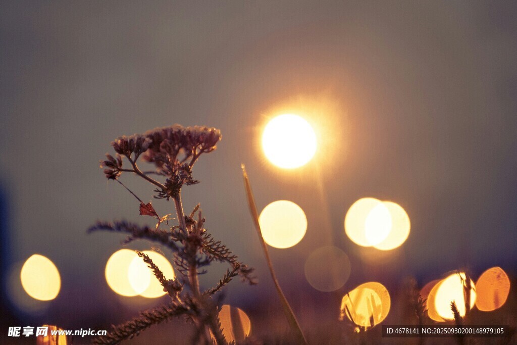 夜幕下的暖光与植物剪影