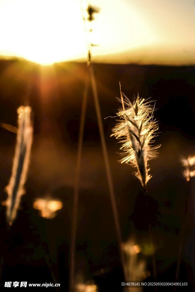 夕阳下的野草