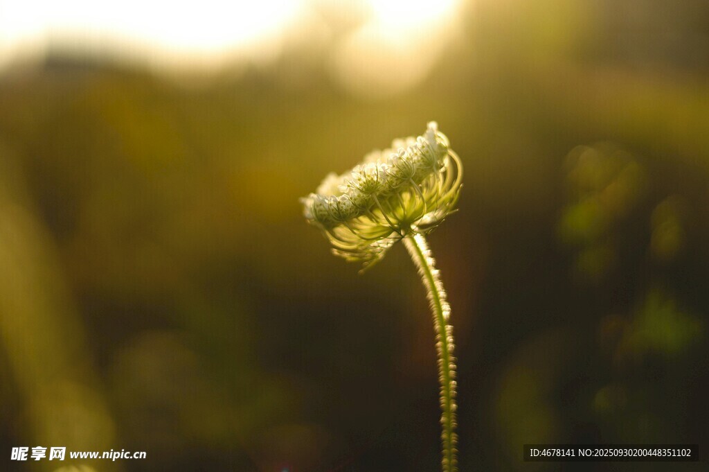 阳光下的单株小花