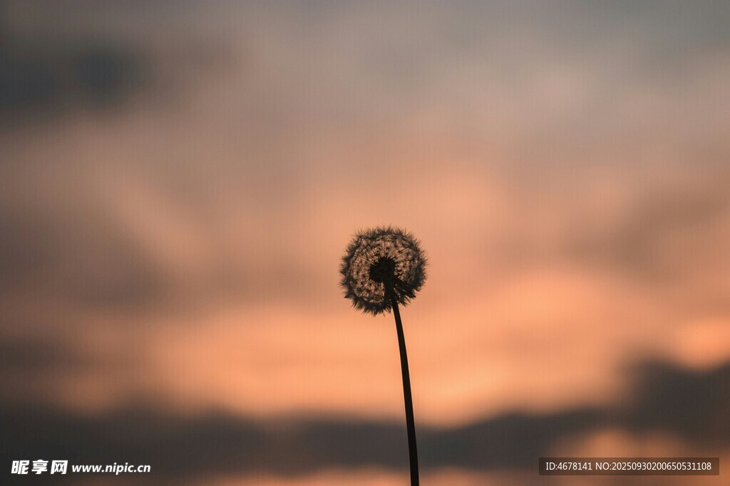 夕阳下的孤独蒲公英