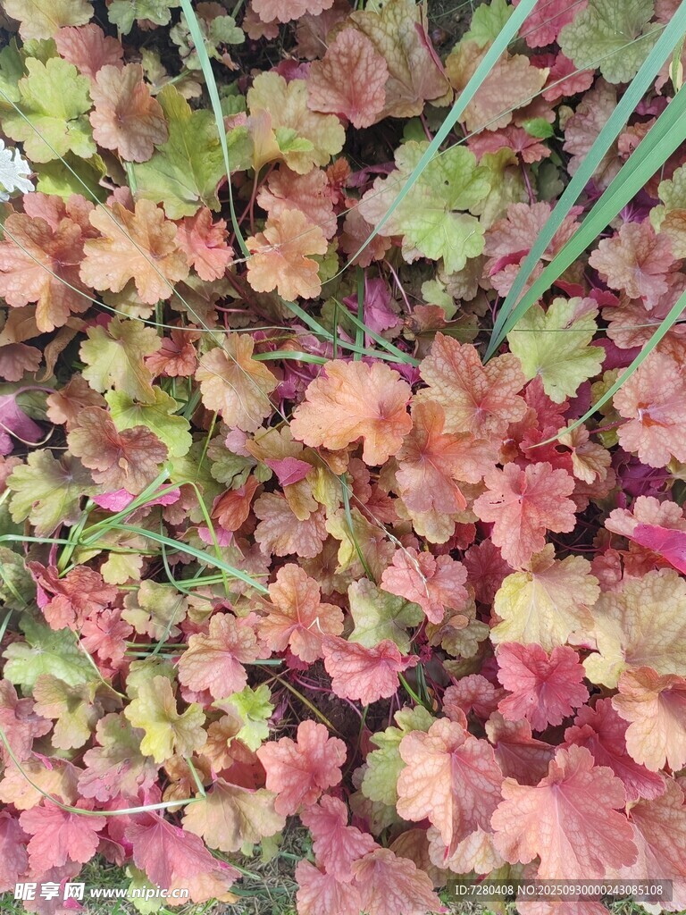 多彩矾根植物叶片特写