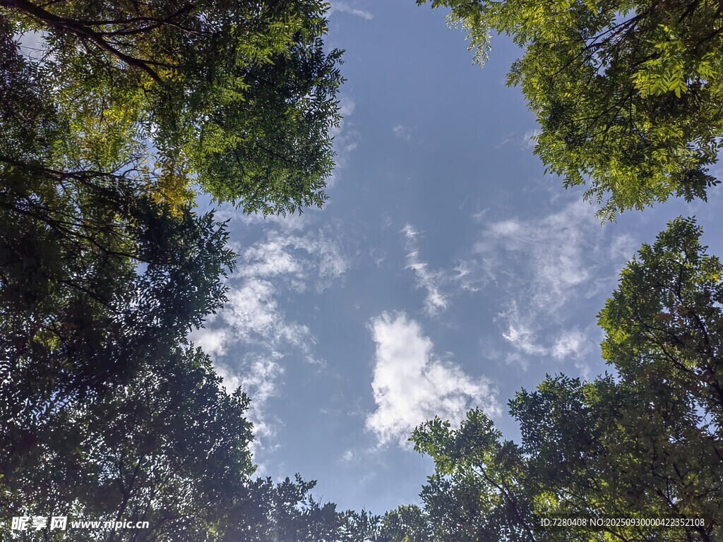 仰望林间蓝天与白云