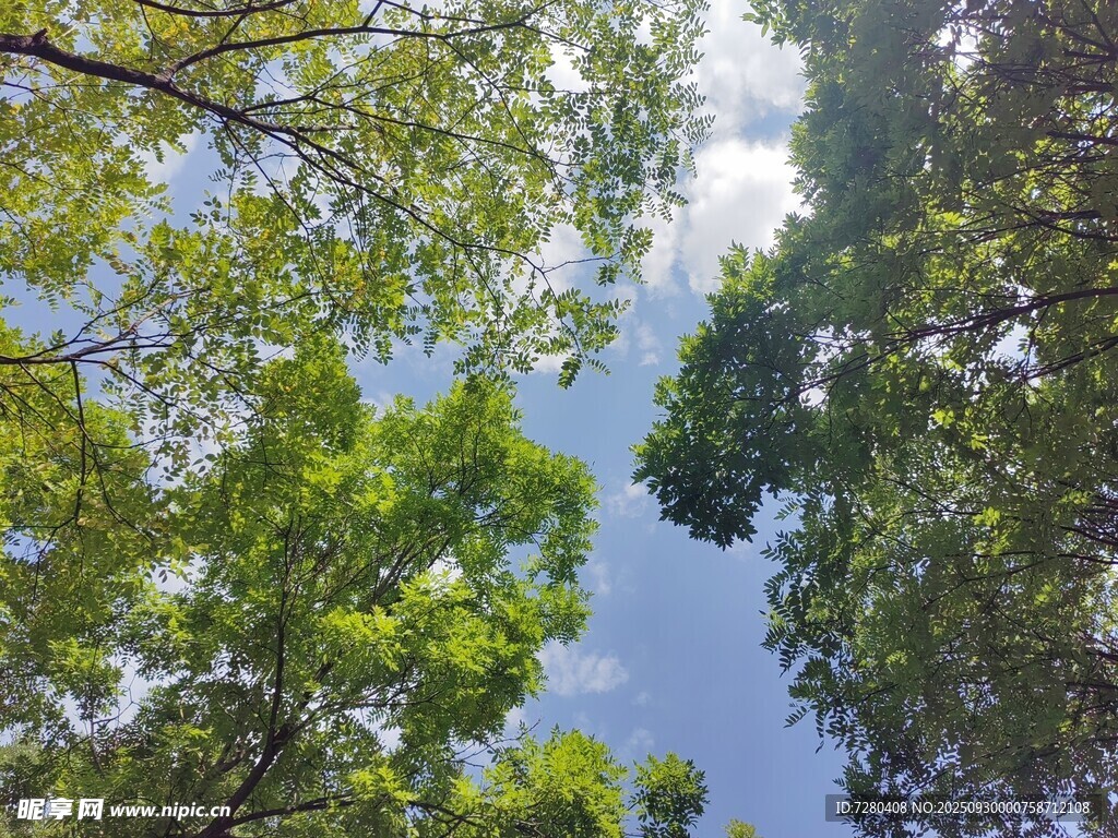 仰视茂密树林中的蓝天