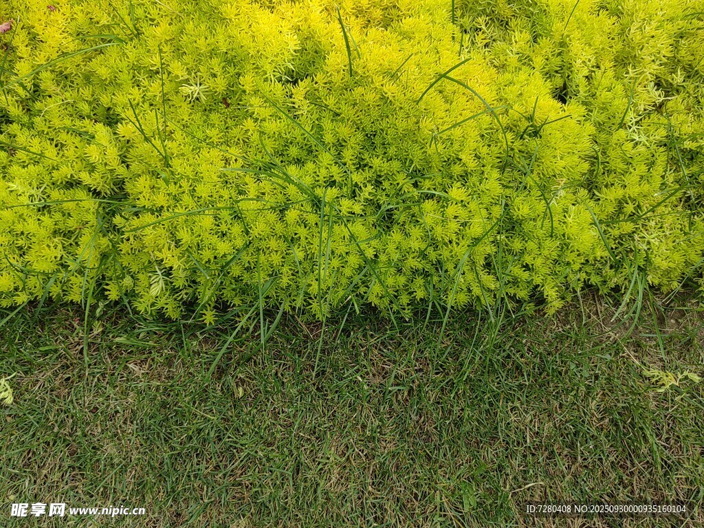 金黄花丛与翠绿草地