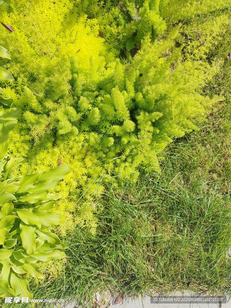 嫩绿蕨类植物生机盎然