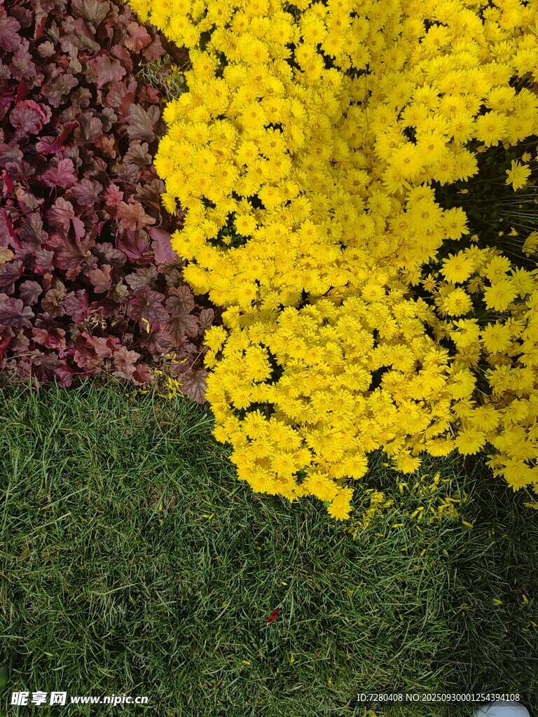 多彩花卉绽放于绿草地