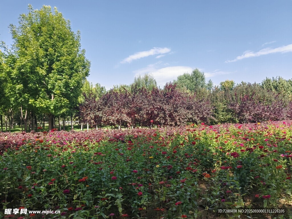 多彩花田与绿树蓝天