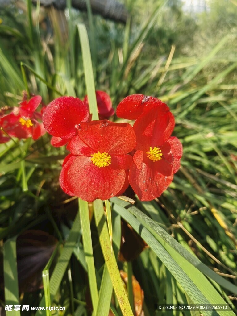 鲜艳红色美人蕉绽放