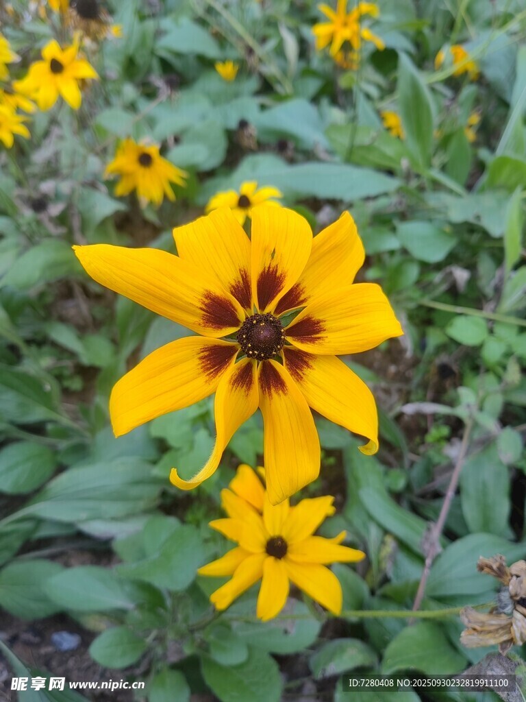 黄色黑心菊绽放于绿叶间