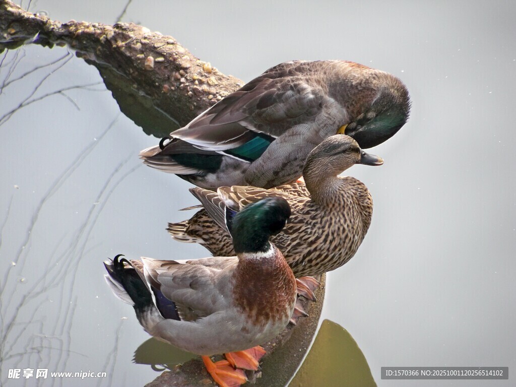 树枝上休憩的几只野鸭