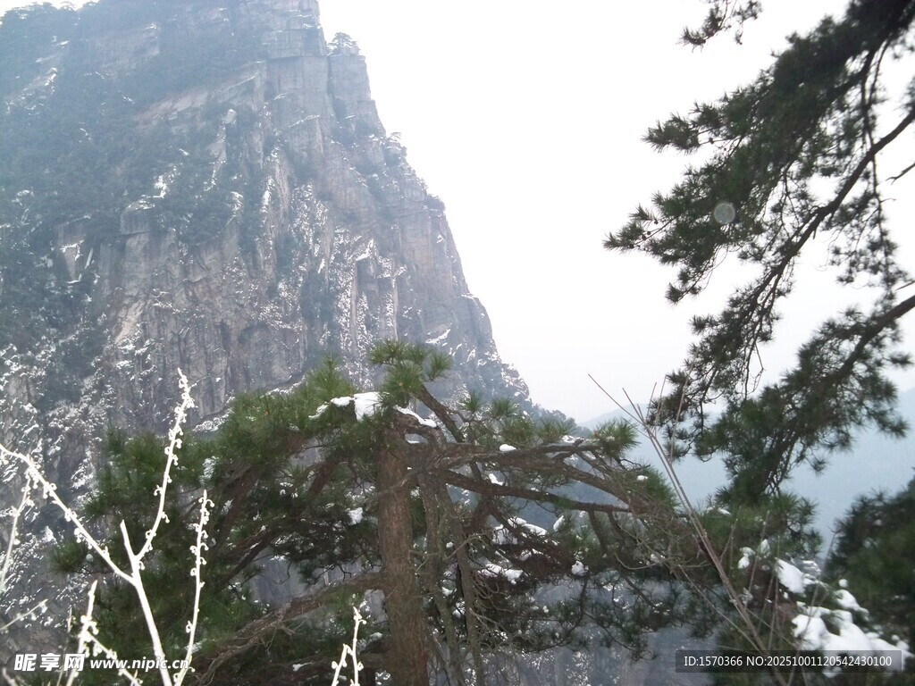 巍峨山峰与挺拔树木
