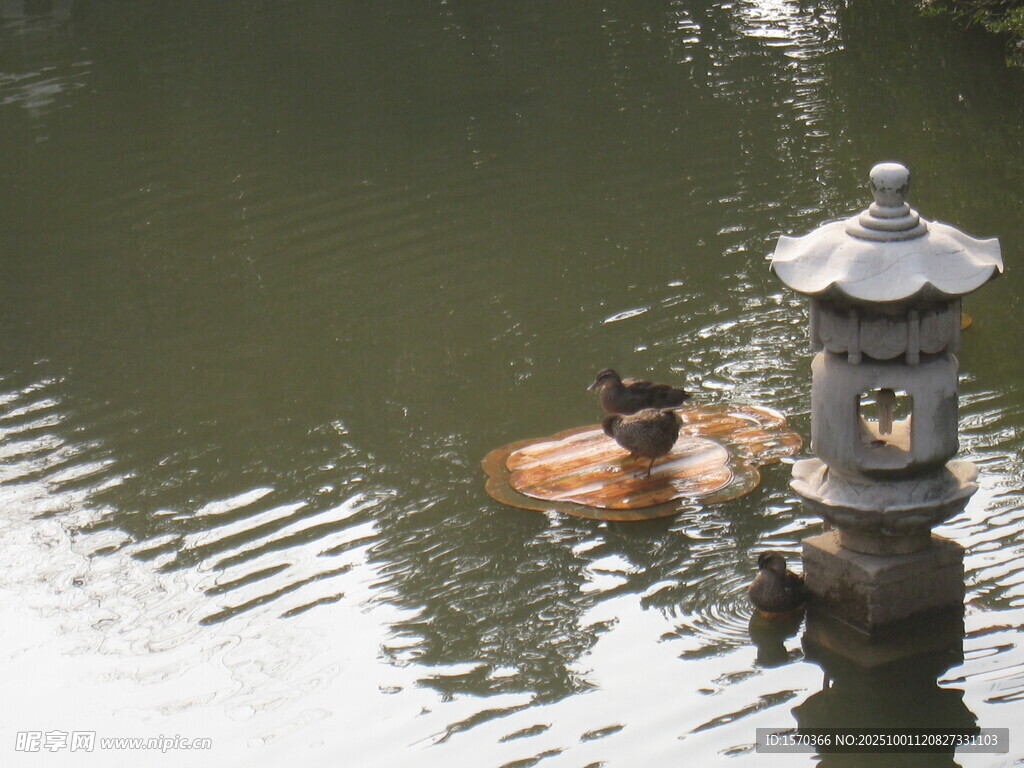 水中人伴石灯笼赏景