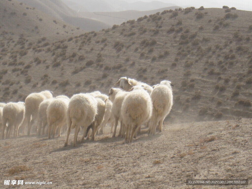 羊群在山地间行进