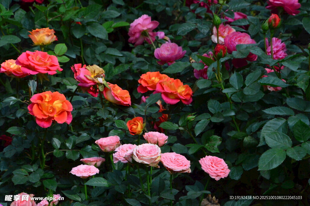 月季花 园林风景 花朵 花瓣 
