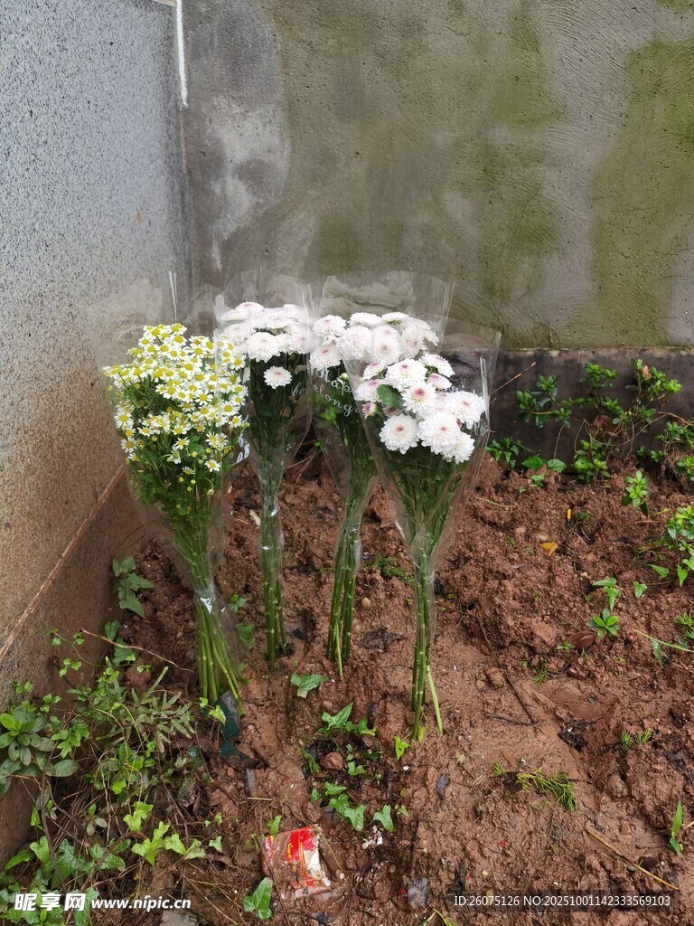 墙边素雅白色花束装点绿植