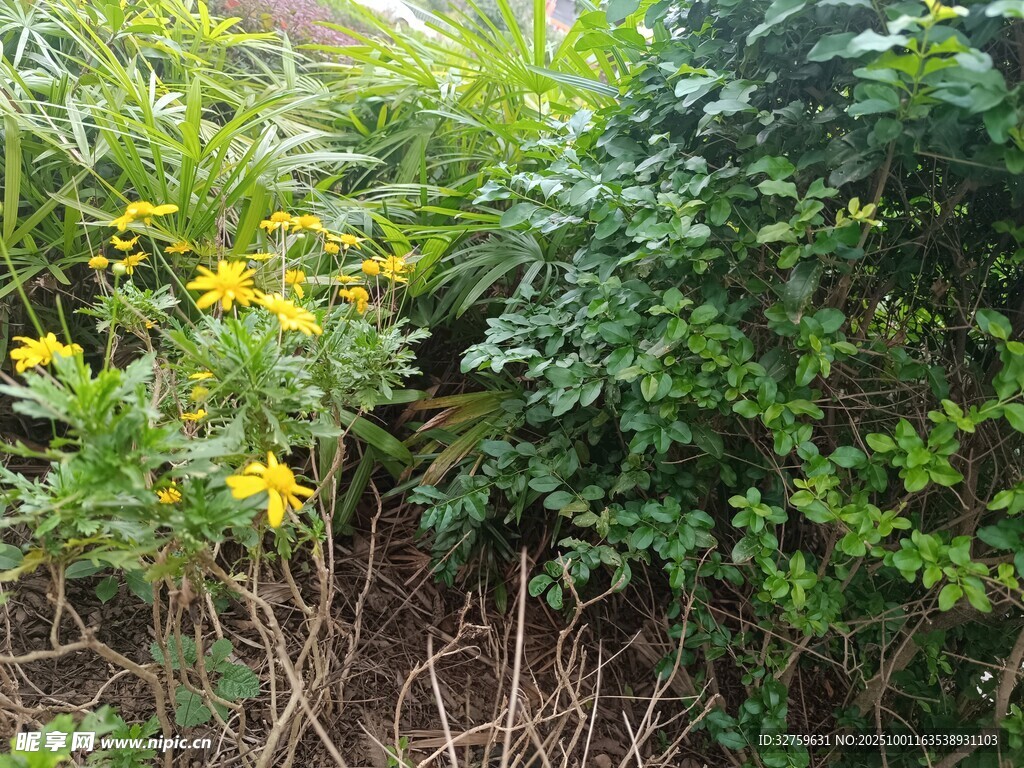 野外丛生的黄花与绿植