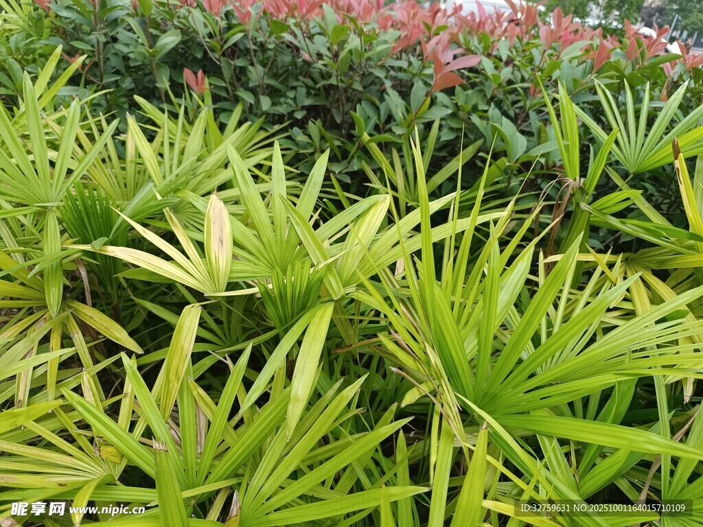 翠绿竹叶与缤纷花卉景观