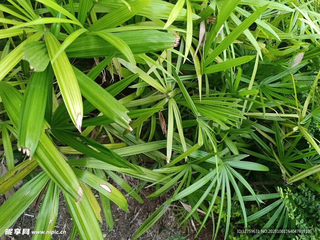翠绿繁茂的热带植物景观