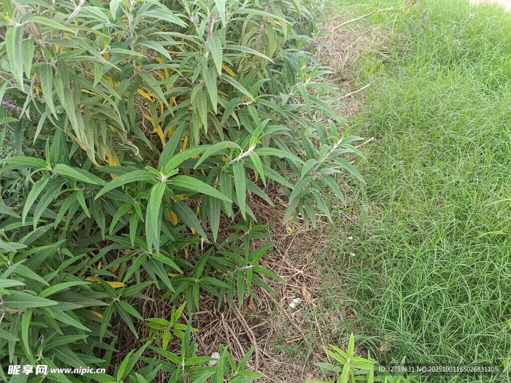 野外丛生的绿色植物