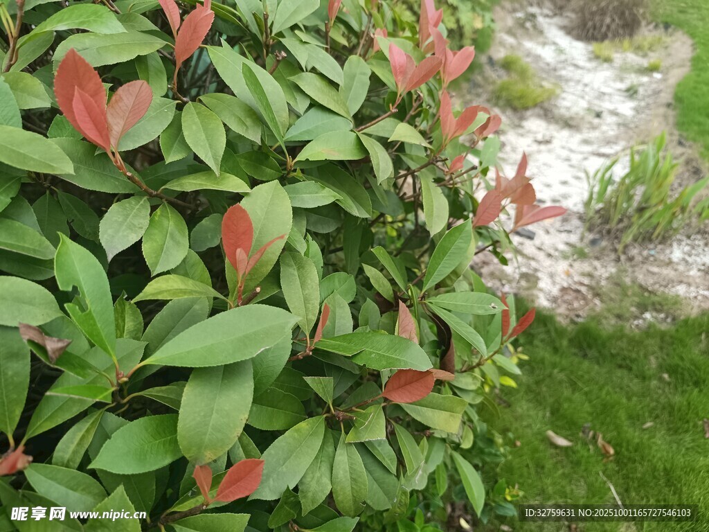 红绿相间的繁茂植物