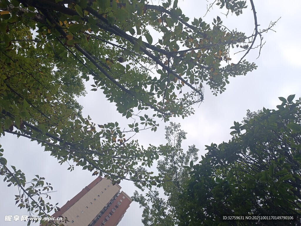 仰视绿树间的高楼