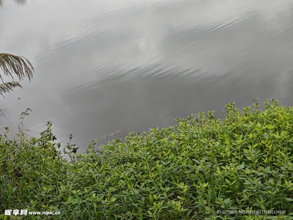 湖畔绿植与水面波纹景象