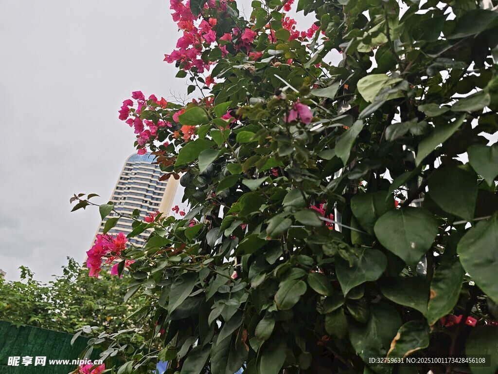 盛开的艳丽三角梅